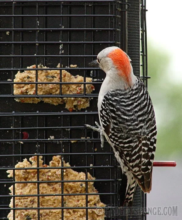redbelliedwoodpecker.jpg