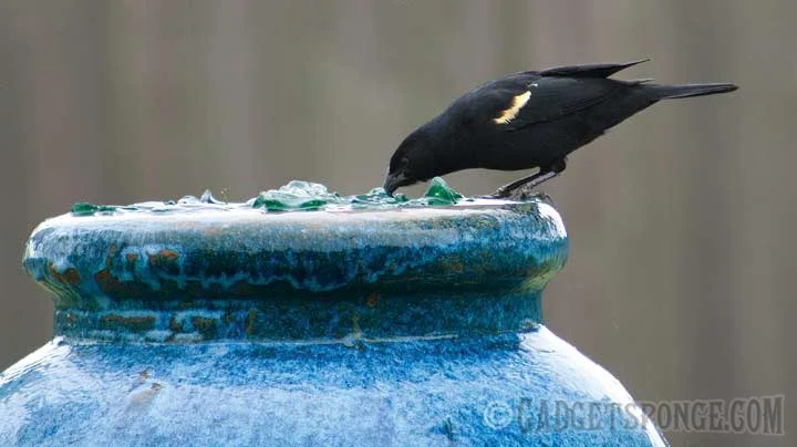 redwingblackbirddrinking.jpg
