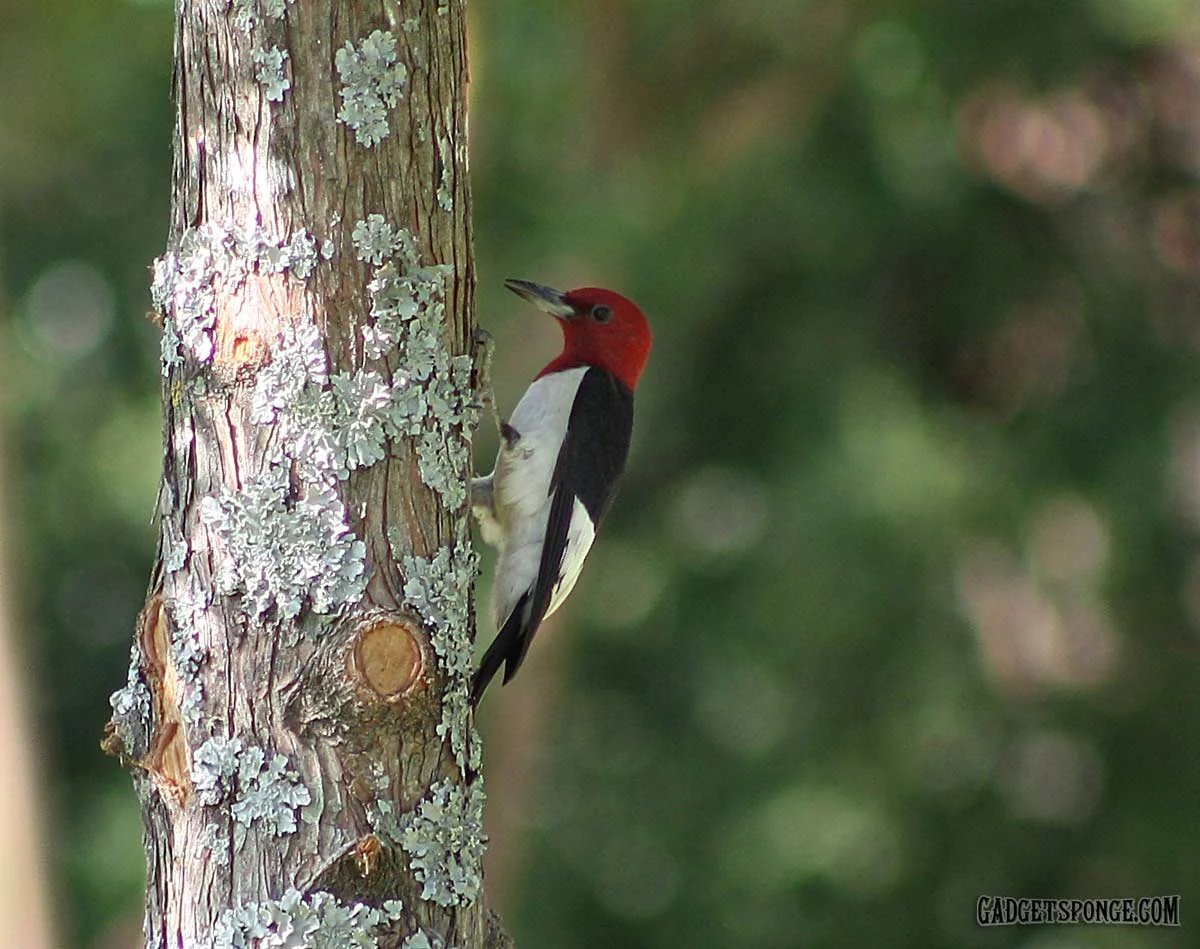 redheadedwoodpecker.jpg
