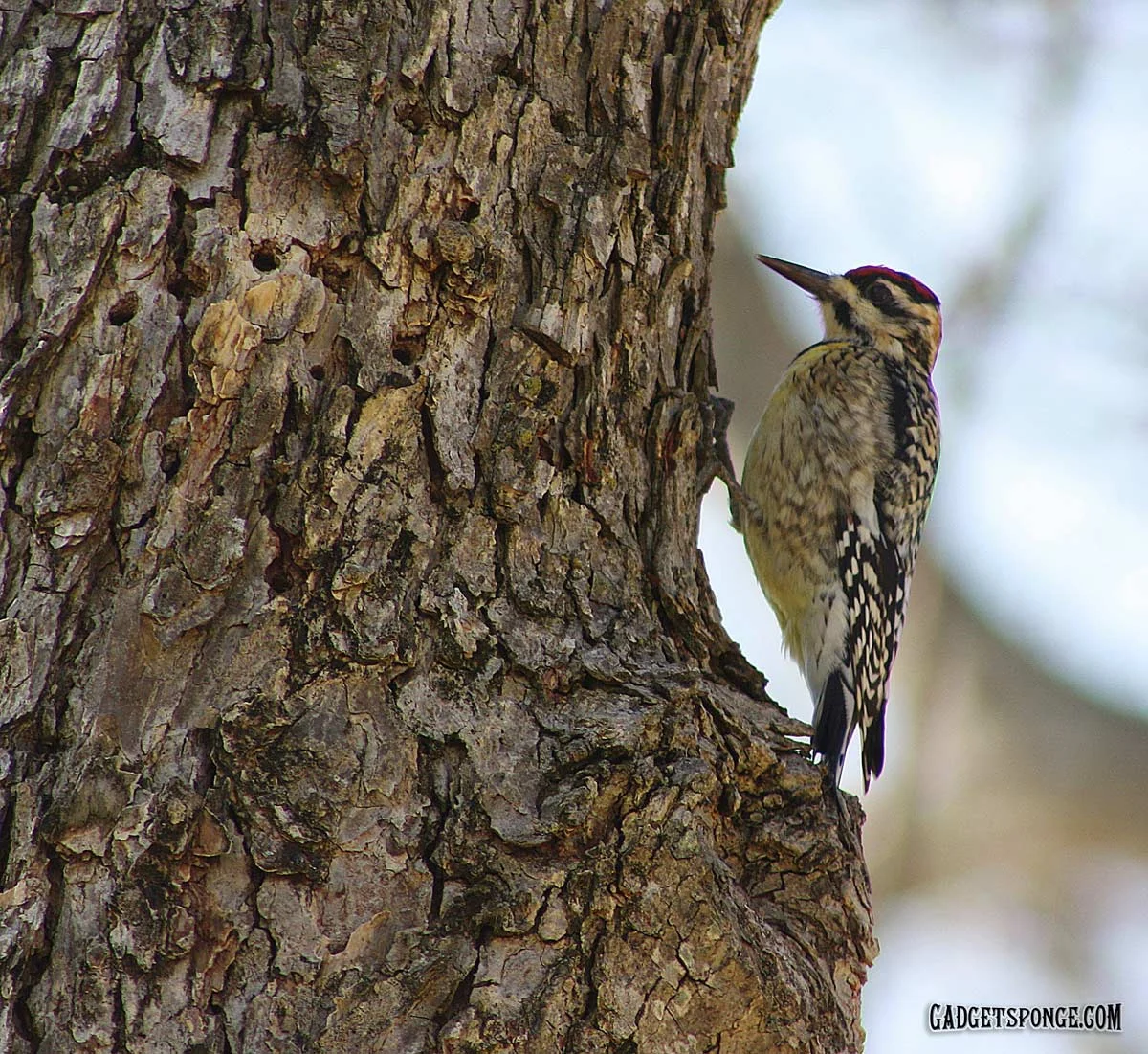 yellowbelliedsapsucker1.jpg