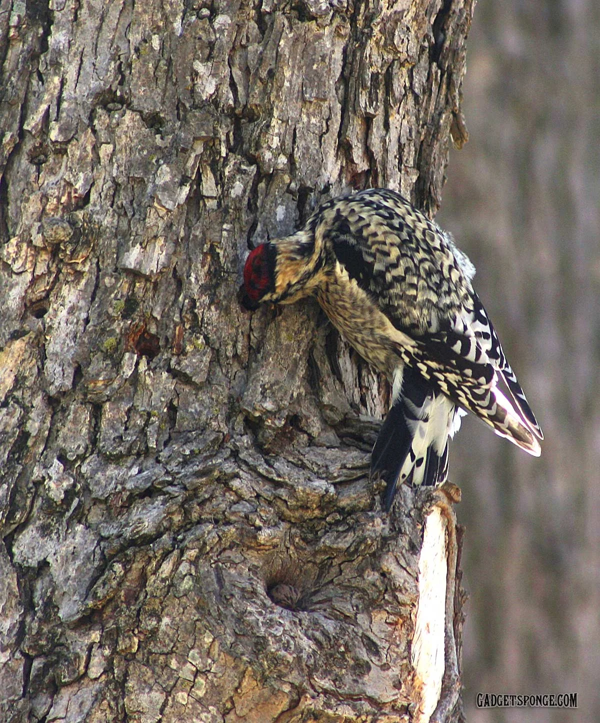 yellowbelliedsapsucker2.jpg