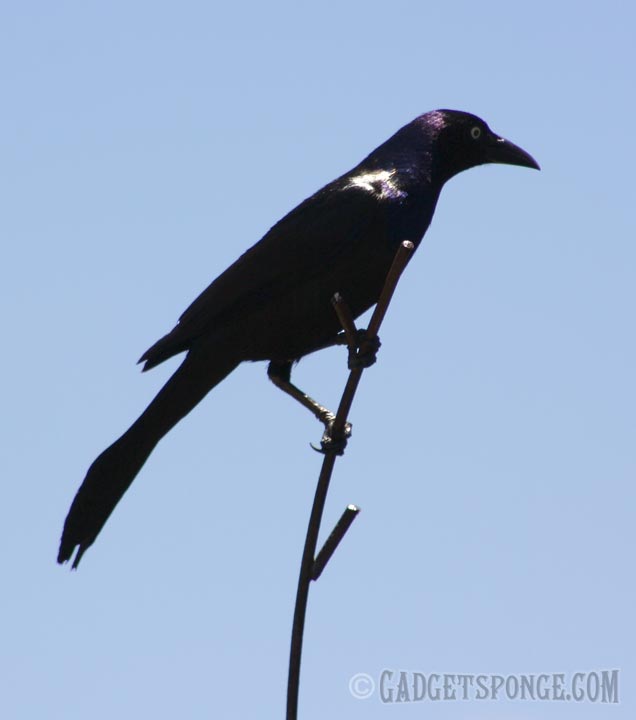 gracklehighperch.jpg