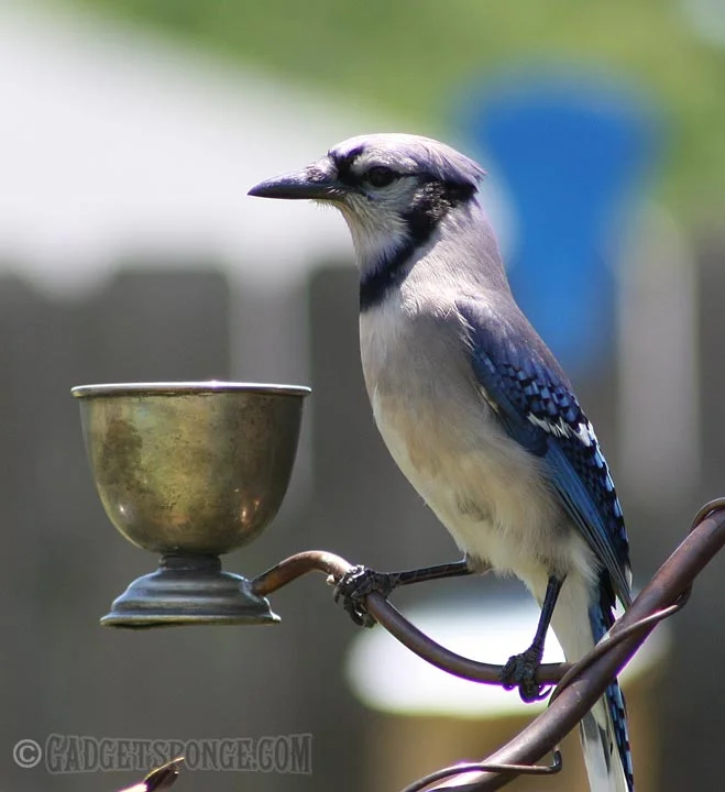 bluejaysolemn.jpg