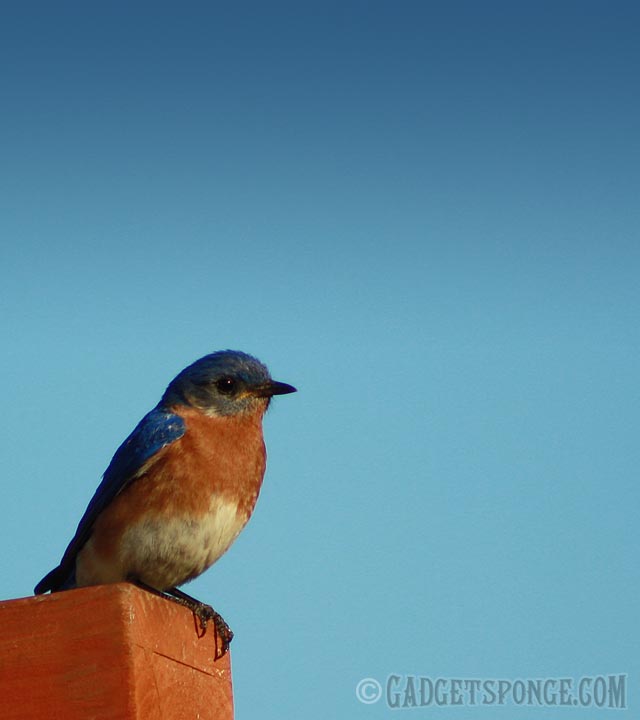 bluebirdperched.jpg