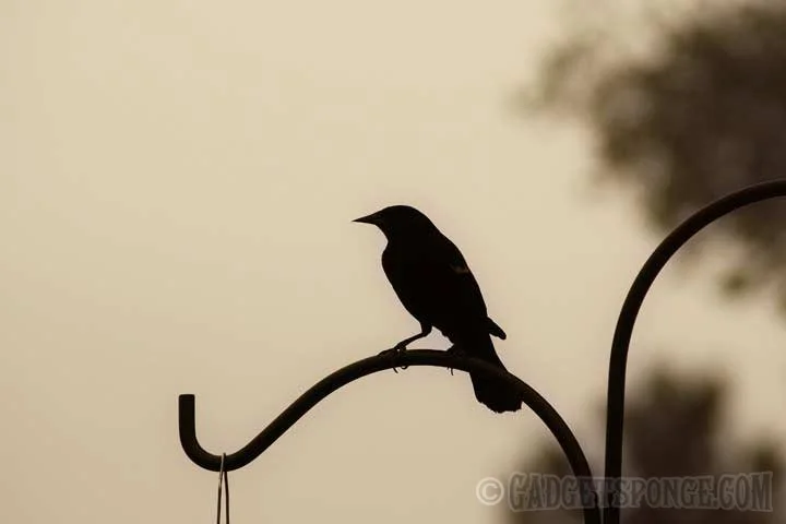 redwingblackbirdsilhouette.jpg