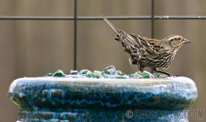 songsparrowfountain.jpg
