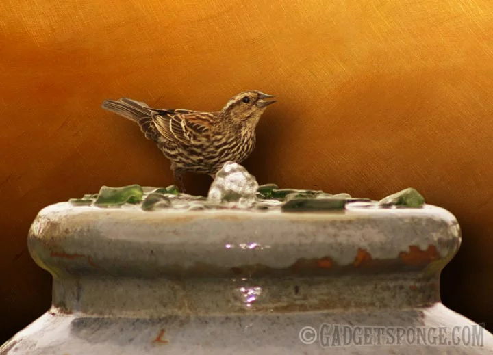 songsparrowdrink.jpg