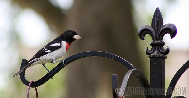 rosebreastedgrosbeak.jpg