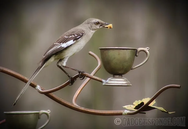 mockingbirdeatingsuet.jpg