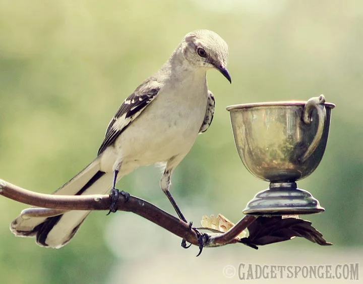 mockingbirdsnooping.jpg