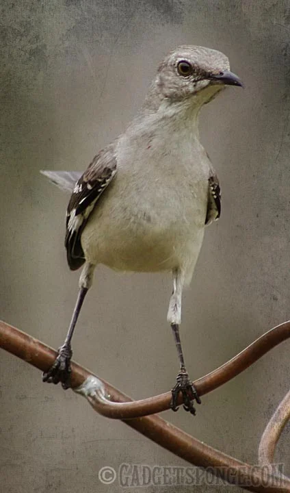 mockingbirdstare.jpg
