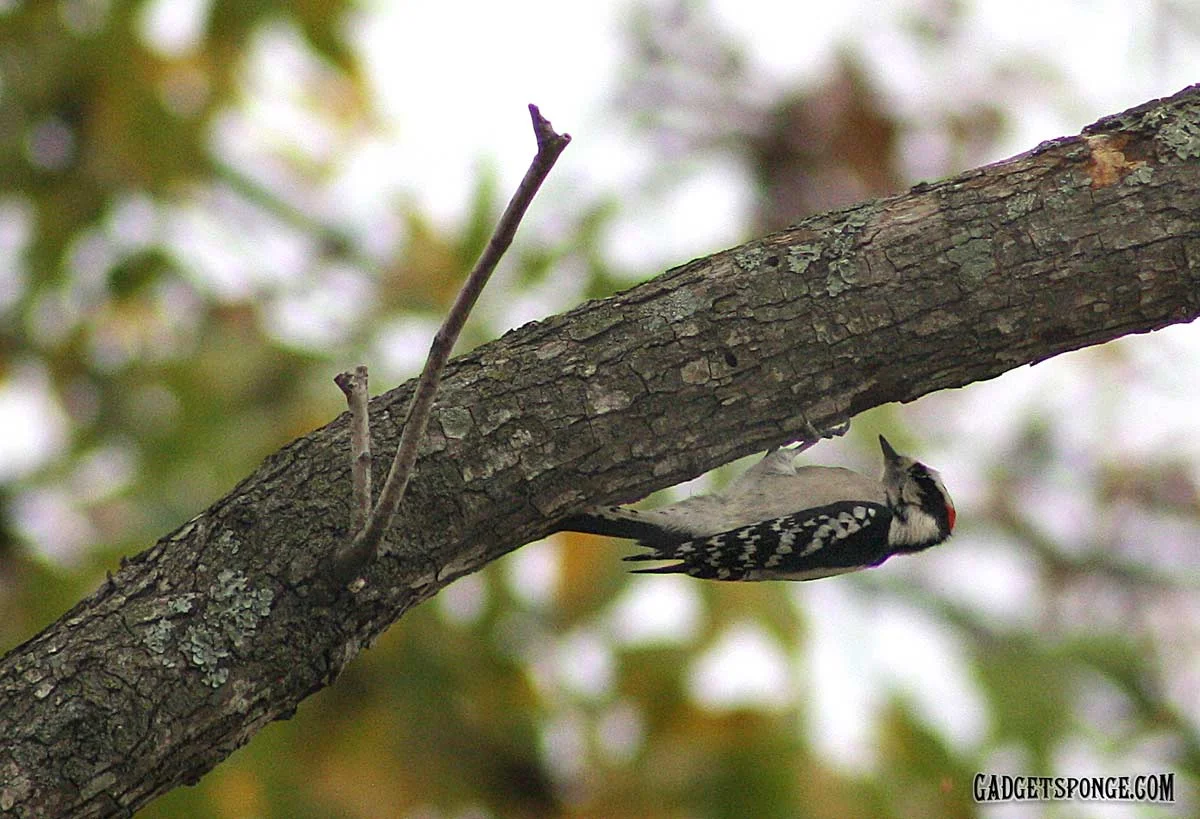 downywoodpecker1.jpg