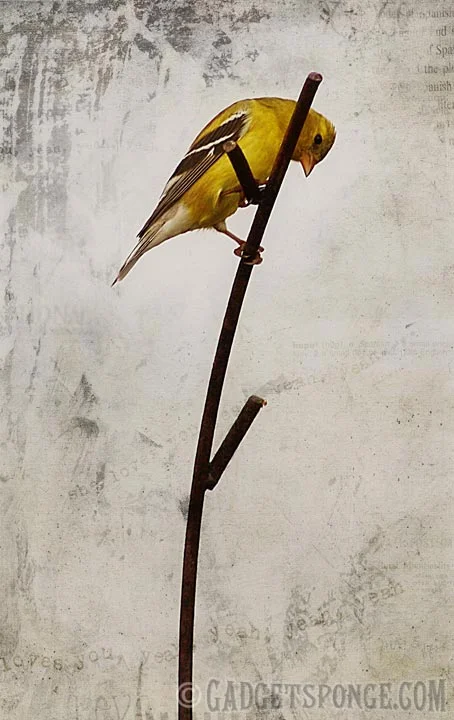 vertigogoldfinch.jpg