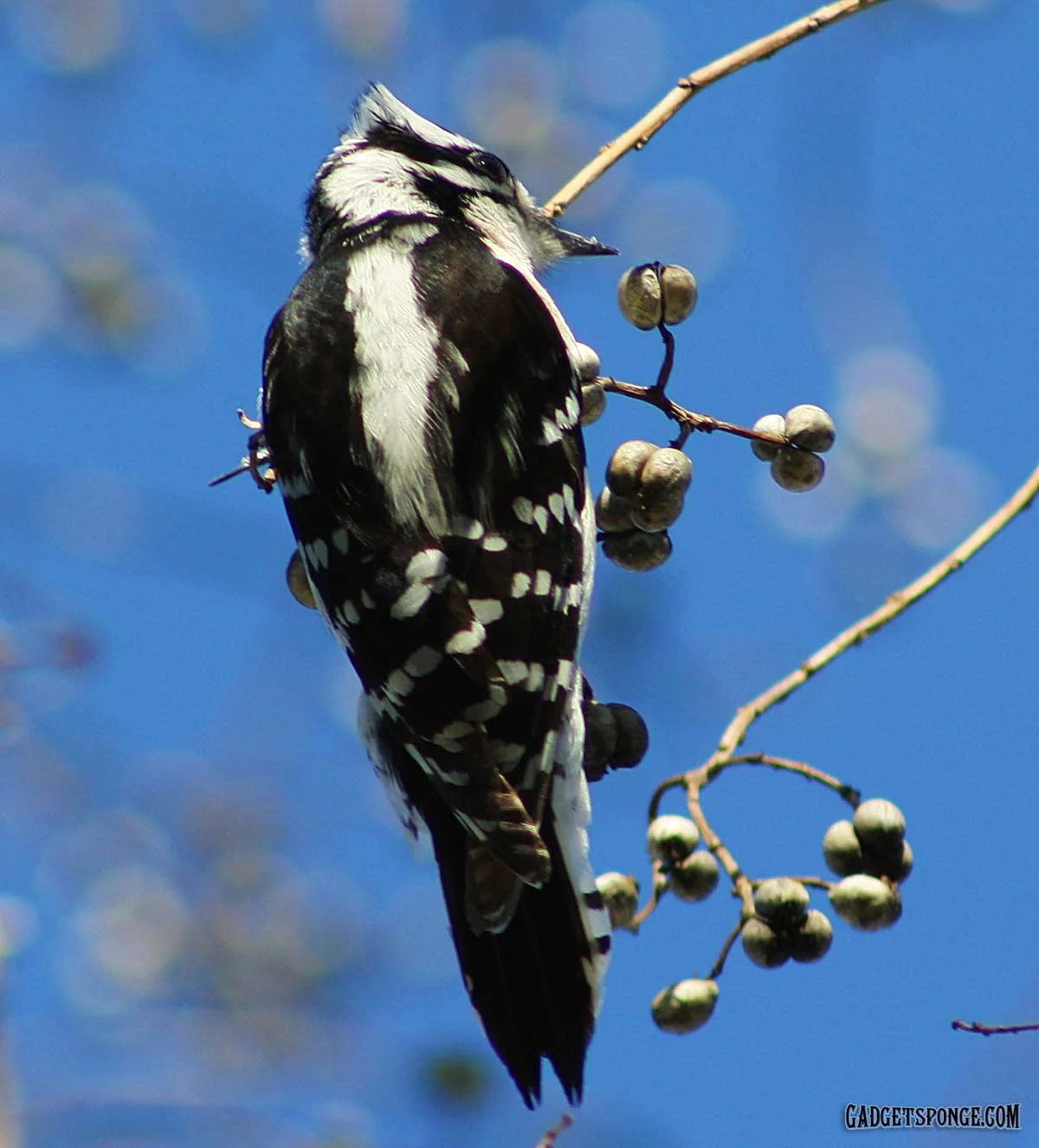 downywoodpecker2.jpg