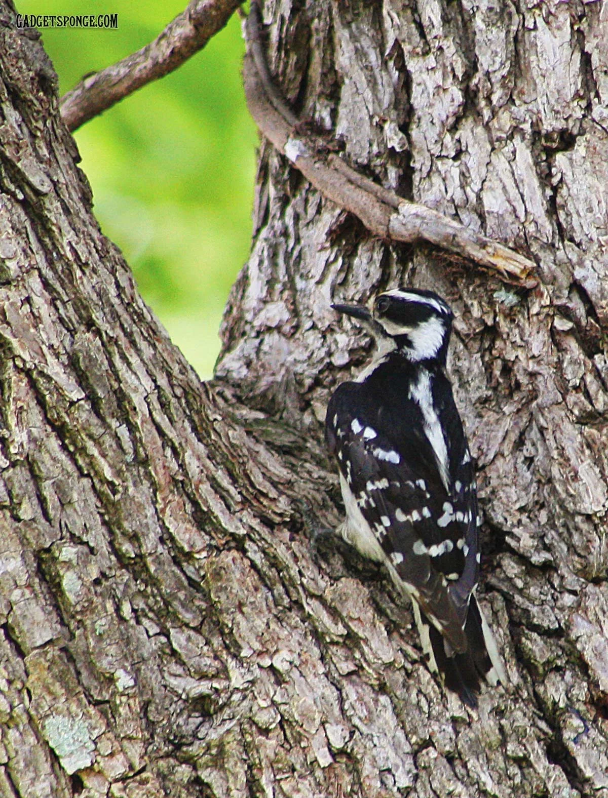 downywoodpecker3.jpg