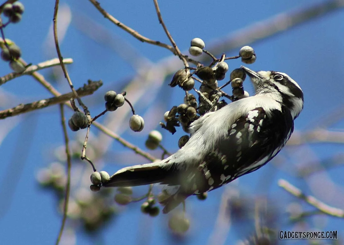 downywoodpecker4.jpg