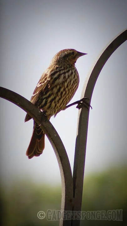 songsparrowstraddle.jpg