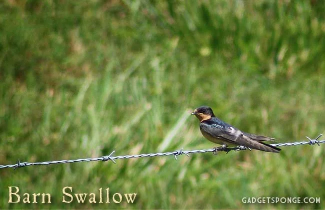 may2012barnswallow.jpg