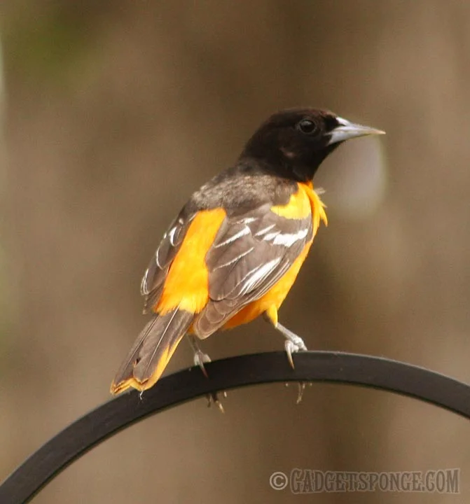 baltimoreorioleperched.jpg