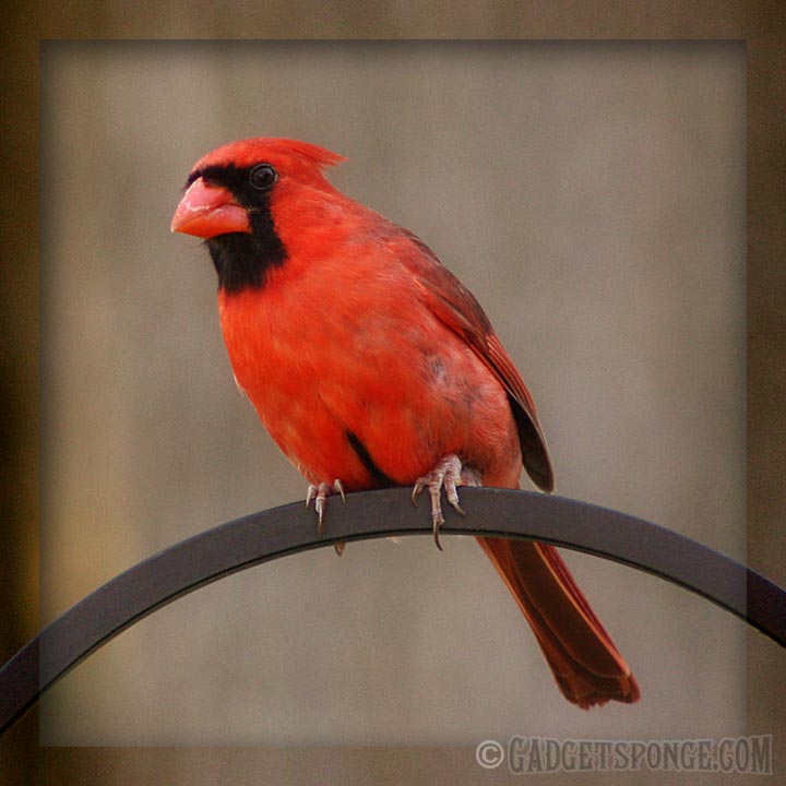 cardinalarch.jpg