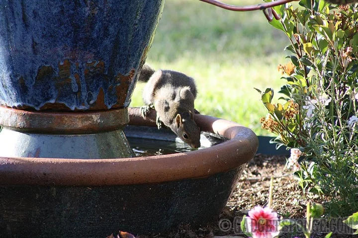 squirreldrinking.jpg