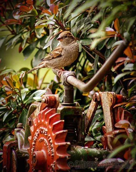 sparrowonsprinker.jpg