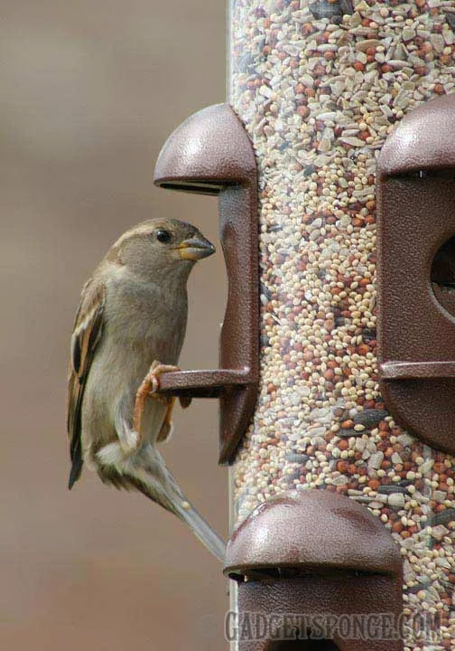 sparrow2.jpg