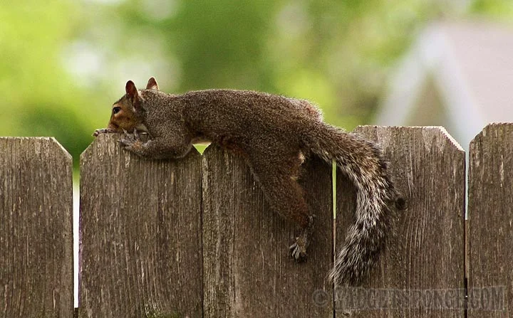 squirrelstraddlingfence.jpg
