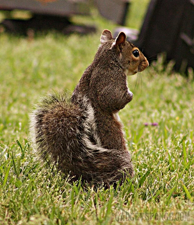 squirrelstanding.jpg