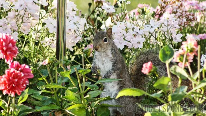 squirrelsnooping.jpg
