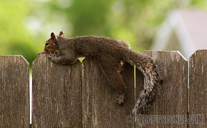 squirrelfencelaying.jpg