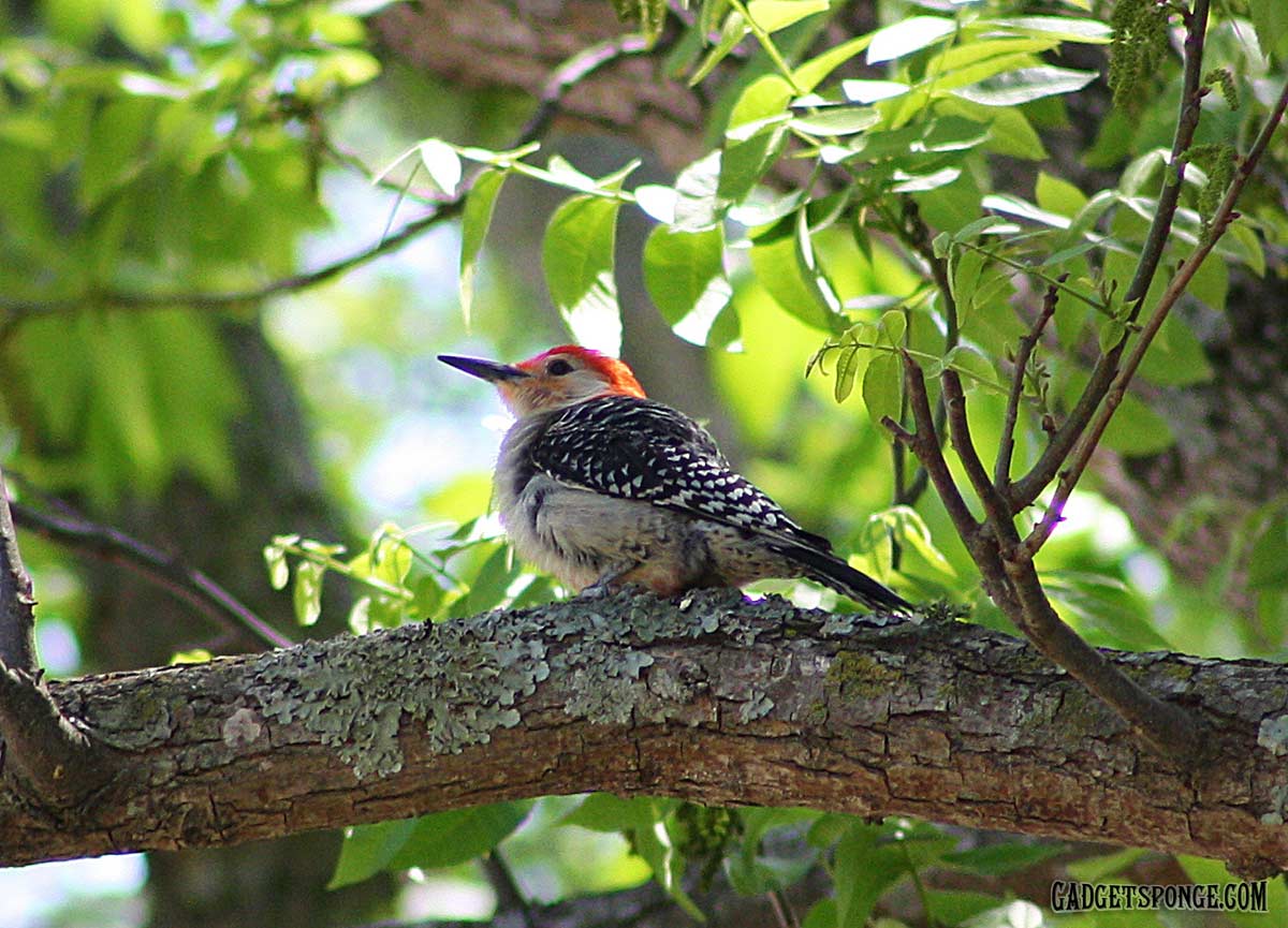 redbelliedwoodpecker1.jpg