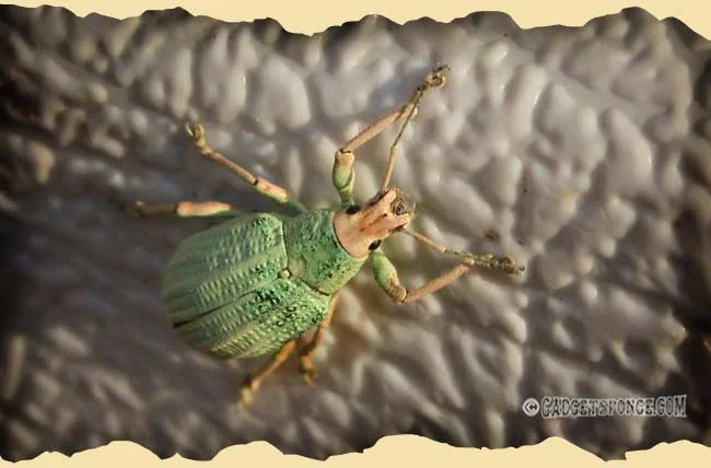 weevil2.jpg