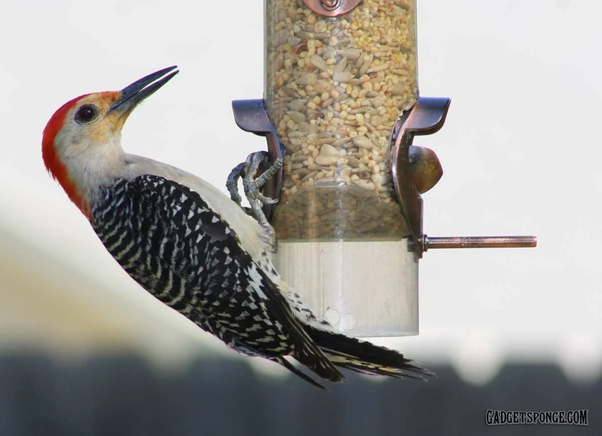 redbelliedwoodpecker2.jpg
