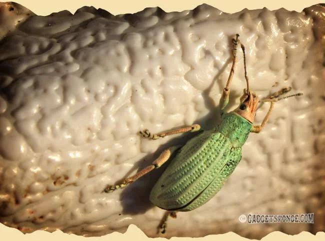 weevil1.jpg