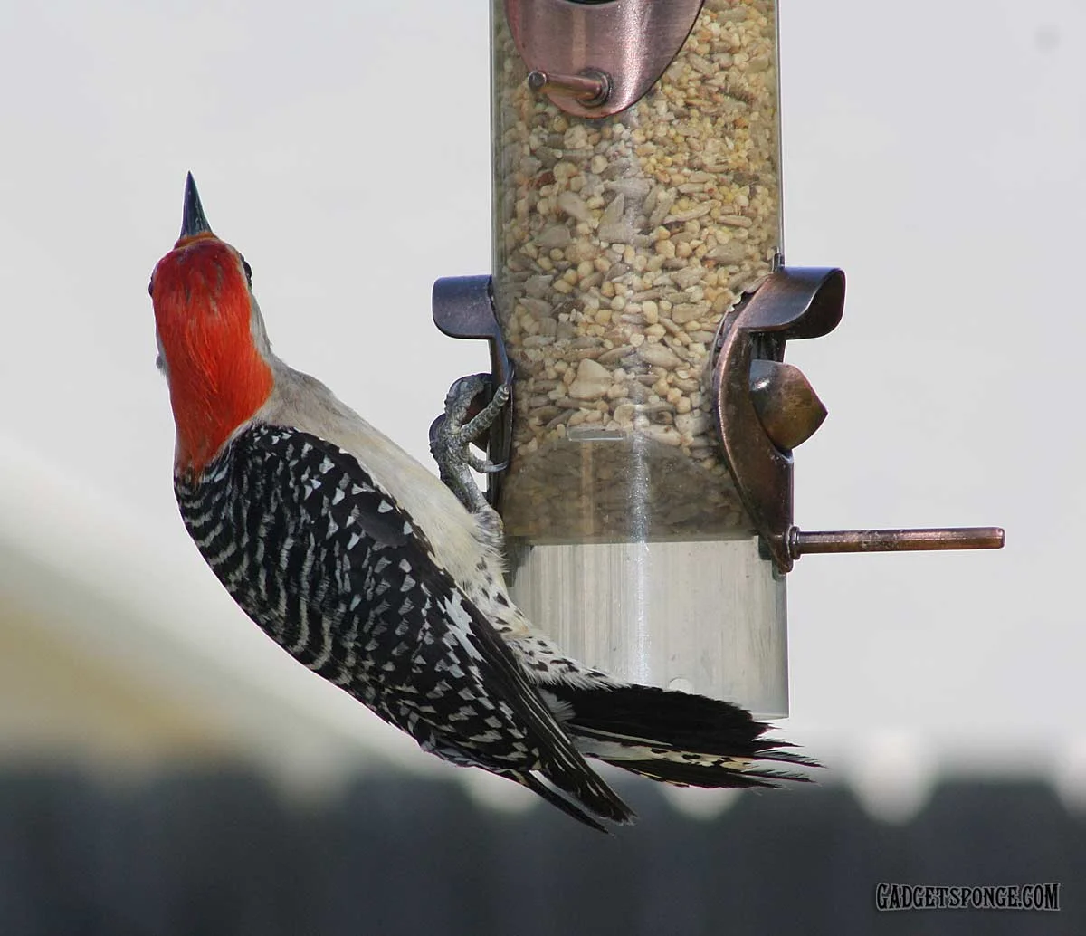 redbelliedwoodpecker3.jpg
