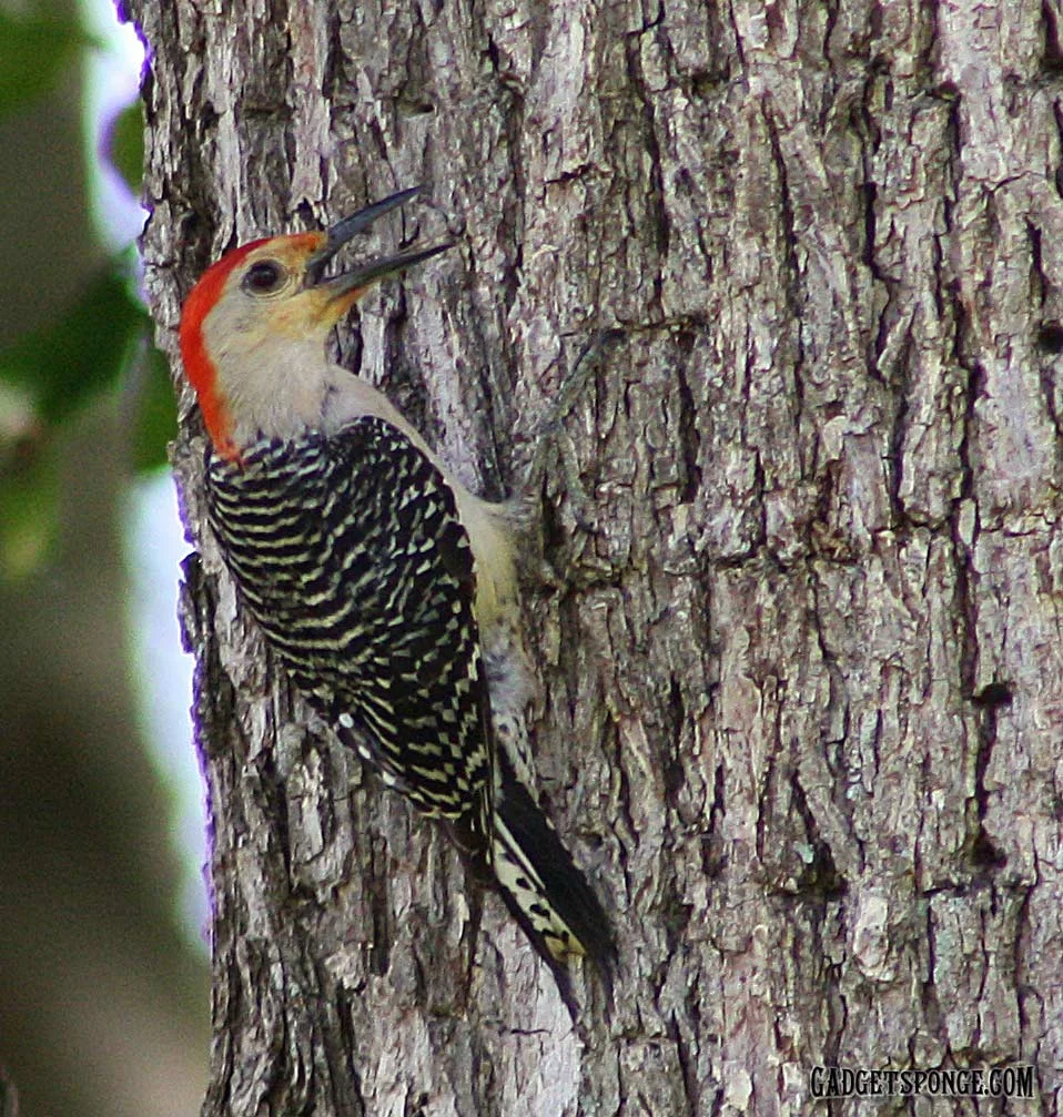 redbelliedwoodpecker4.jpg
