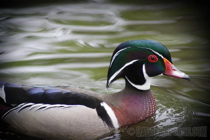woodduck2.jpg