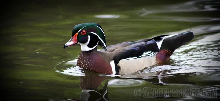 woodduck1.jpg