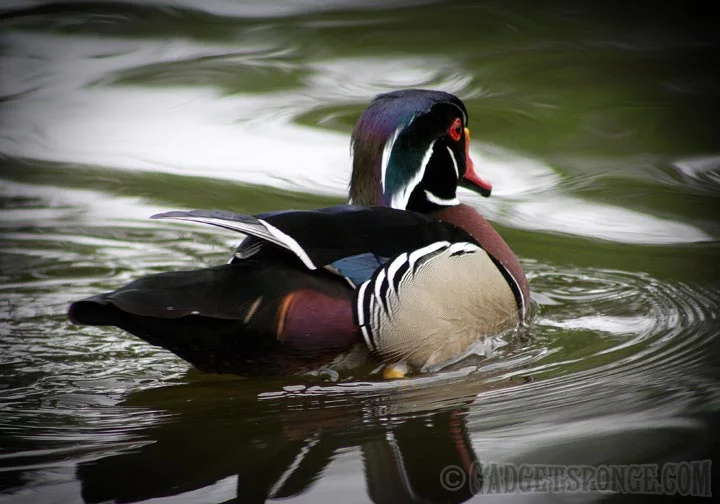 woodduckaway.jpg