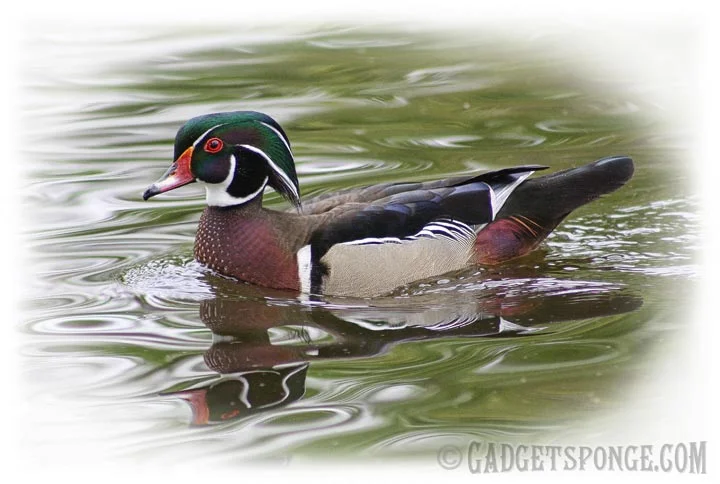 woodduck4.jpg