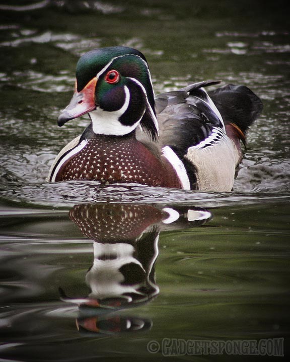 woodduck3.jpg