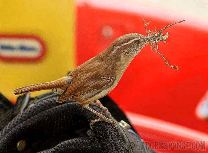 wren2.jpg