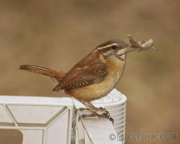 wren.jpg