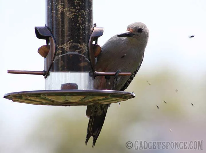 woodpecker2.jpg
