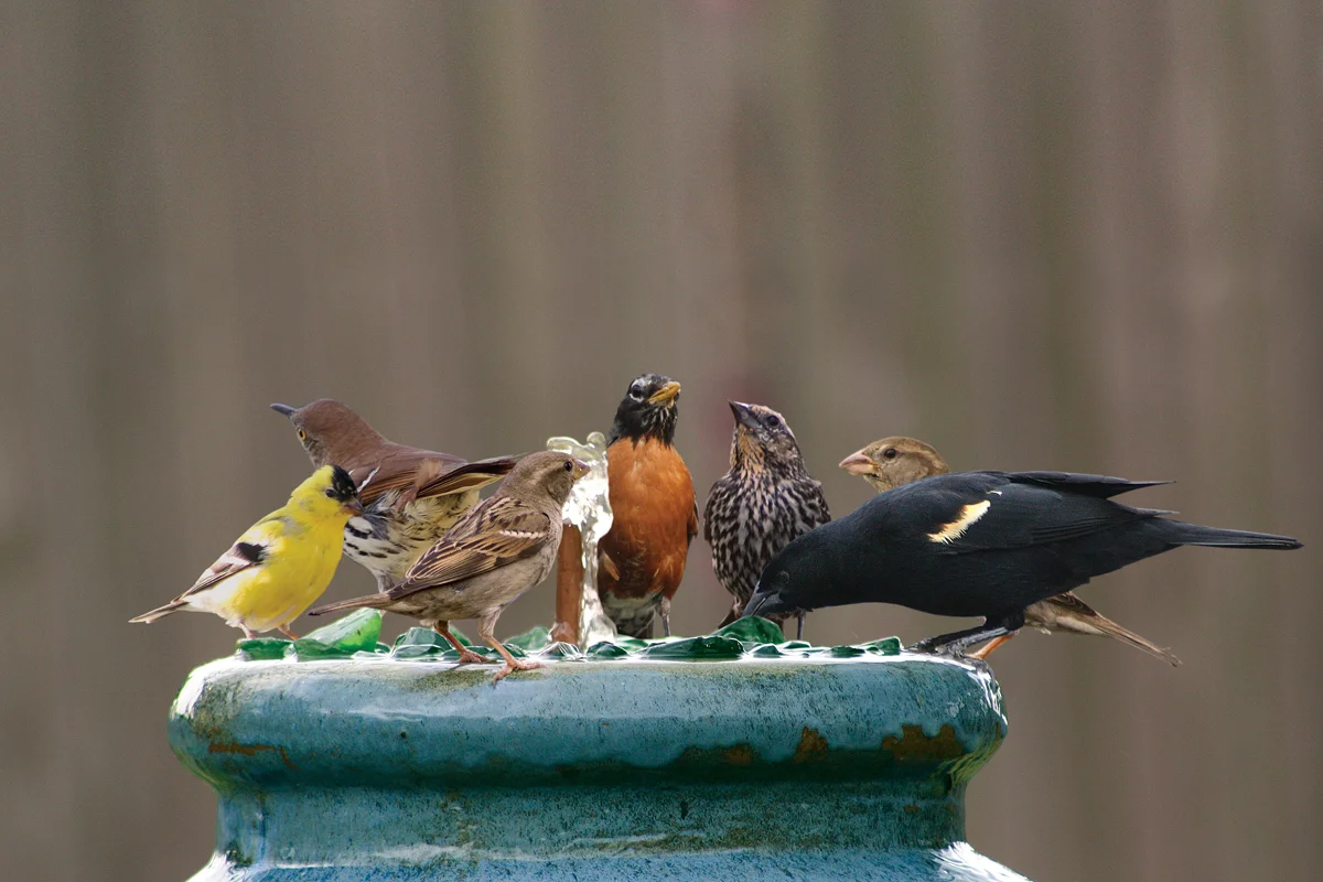 waterfountainbirdsdesignrgb.jpg