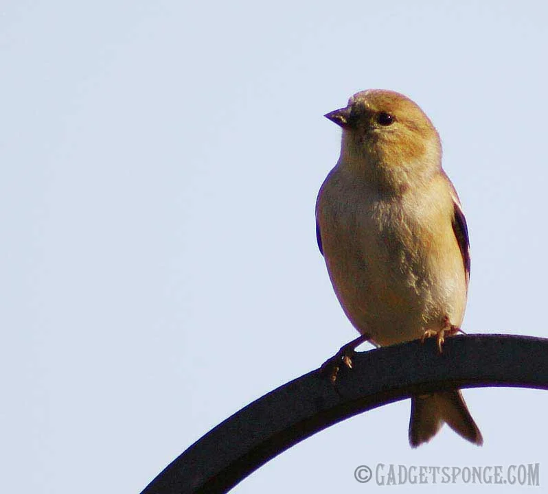 yellowfinch2.jpg