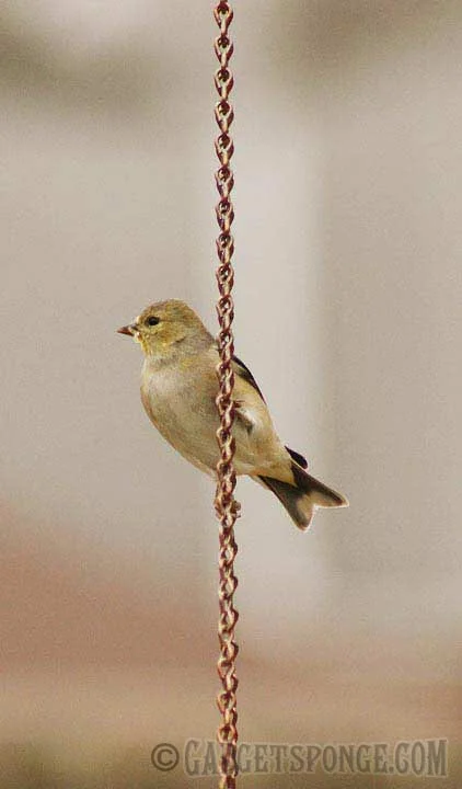 yellowfinch.jpg