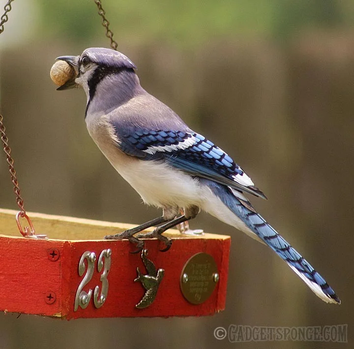 bluejaywithwholepeanut.jpg