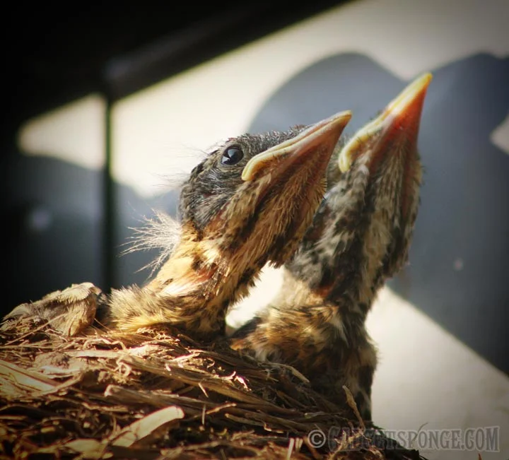 babyrobins.jpg